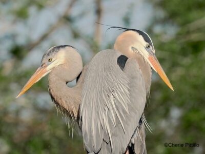BACKYARD BIRDING IN MERIDA, YUCATAN AND BEYOND – DOUBLES