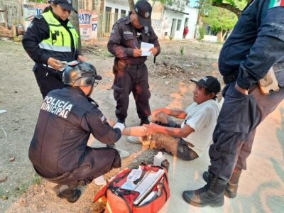 Wave of Stray Dog Attacks in Tizimín