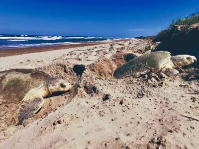 Activists Call for Protection of Turtles Arriving to Lay Their Eggs in Yucatán