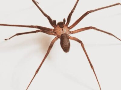 Reel Spider Season: Identify It and Avoid Its Bite
