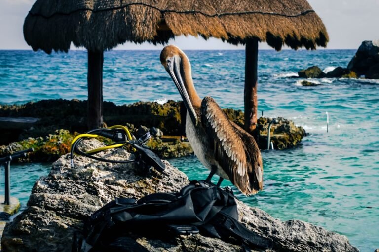 Xcaret Eco Park Day Pass (Sample Listing)