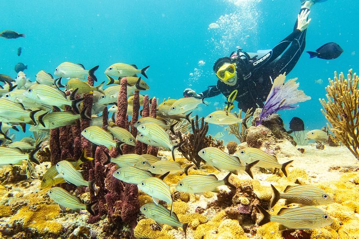 Half-Day Scuba Diving in Playa del Carmen — Small Group