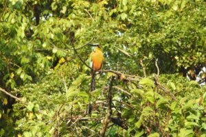 Birdwatching Playa del Carmen