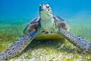 Private Turtle Snorkel Adventure in Akumal