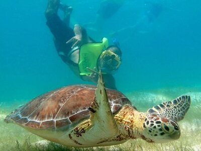 VIP Tulum & Turtles Private Tour - image 1